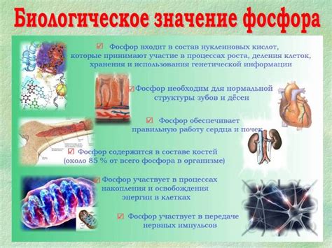 Причины накопления фосфора в организме