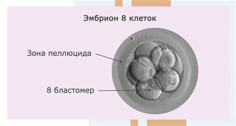 Причины некачественных эмбрионов