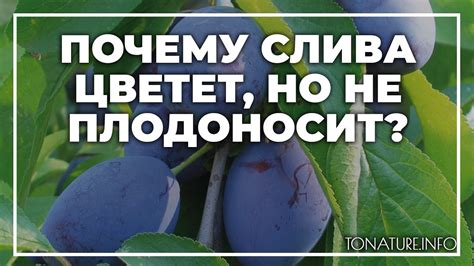 Причины неплодоношения деревьев