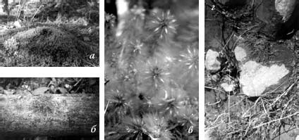 Причины ограниченного роста мхов