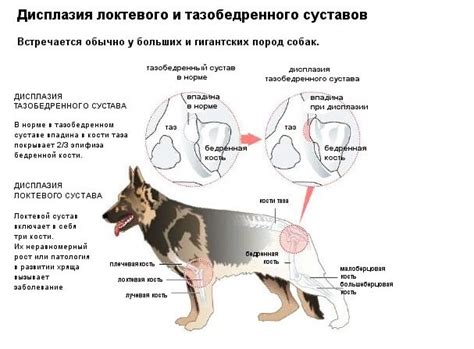 Причины отказа задних лап у овчарок