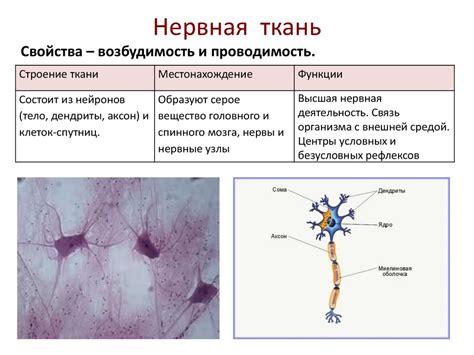 Причины отсутствия нервной ткани у растений: