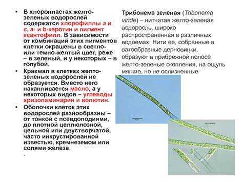 Причины отсутствия ризоидов у некоторых видов зеленых водорослей