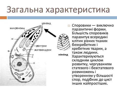 Причины отсутствия спорогоний у споровиков