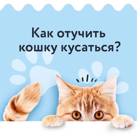 Причины поведения кота