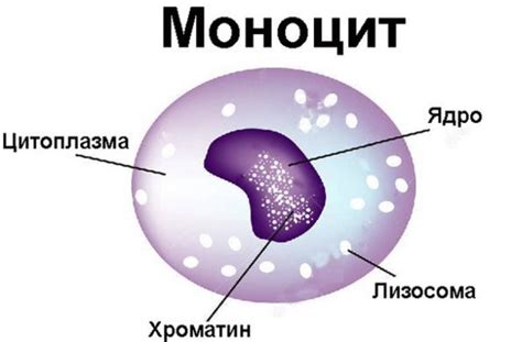 Причины повышения моноцитов у ребенка