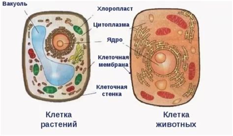 Причины поздней открытости животной клетки