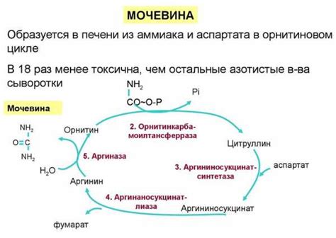 Причины появления мочевины