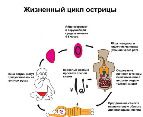 Причины появления остриц и особенности их жизненного цикла