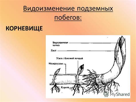 Причины различий в температуре надземных и подземных органов