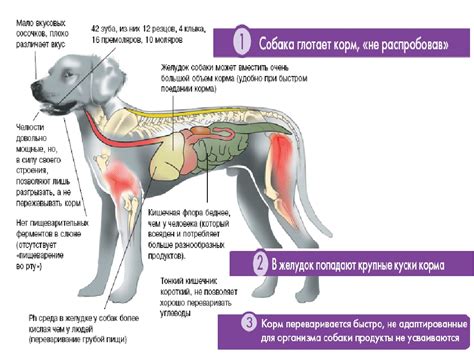 Причины рвоты у щенков