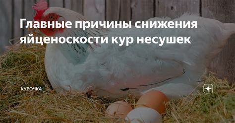 Причины снижения яйценоскости несушек в сентябре