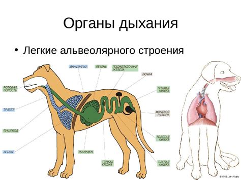 Причины странных звуков носом у собаки