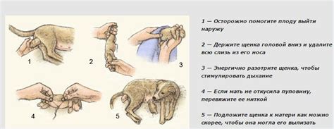 Причины течки у стерилизованной собаки