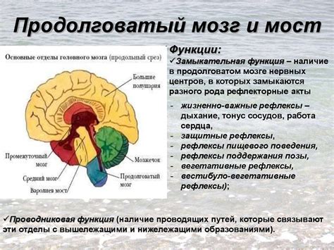 Причины угнетения продолговатого мозга