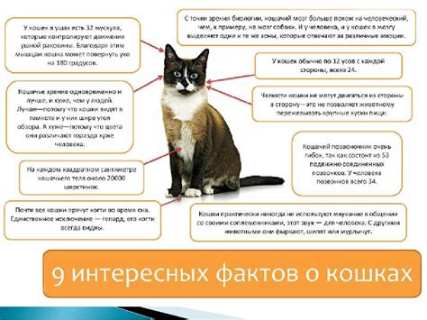 Причины урчания у котов