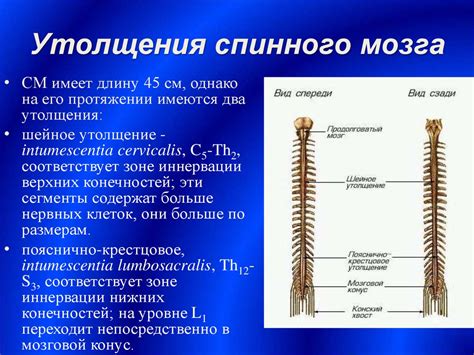 Причины утолщения спинного мозга