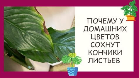 Причины цветочного увядания: почему у женского счастья засыхают листья