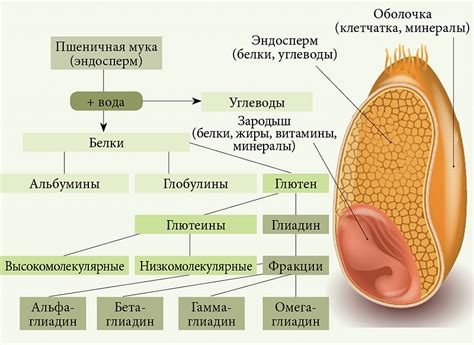 Причины чувствительности к фруктозе