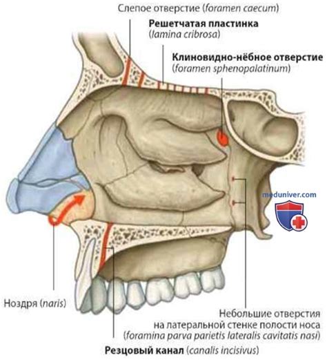 Проанализируйте анатомию ноздрей