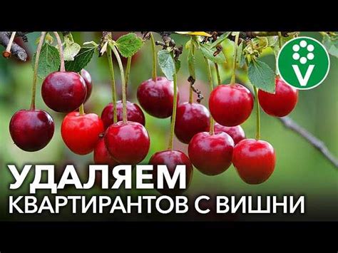 Проблема вишневой распутницы