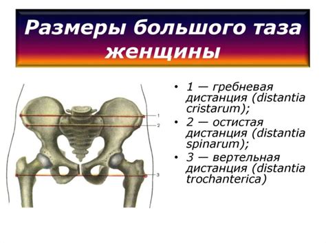 Проблема увеличенного размера таза