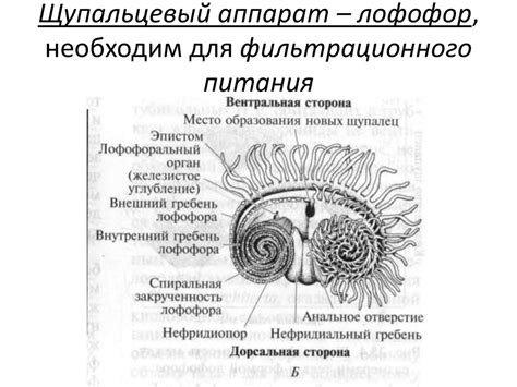 Проблема фильтрационного питания