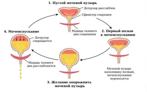 Проблемы мочеиспускания у женщин после 50 лет: причины и симптомы