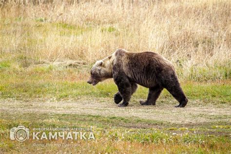 Проблемы перевозок на Камчатке