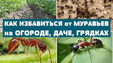 Проблемы с муравьями на деревянных конструкциях