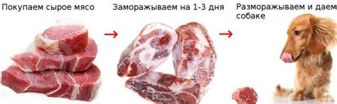 Проблемы с перевариванием сырого мяса