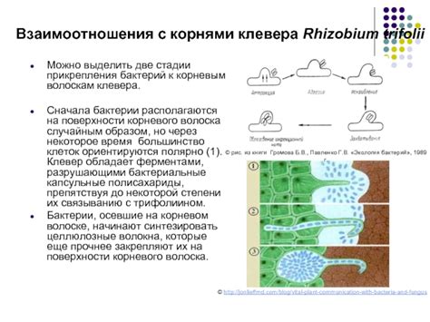 Проблемы с питанием корневого волоска