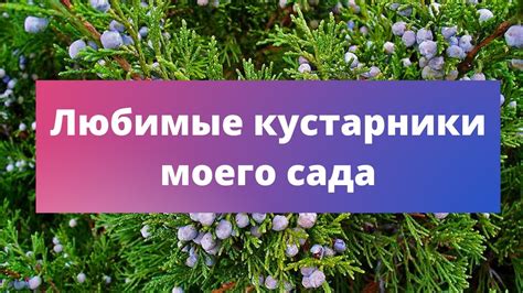 Проблемы с уходом культурой