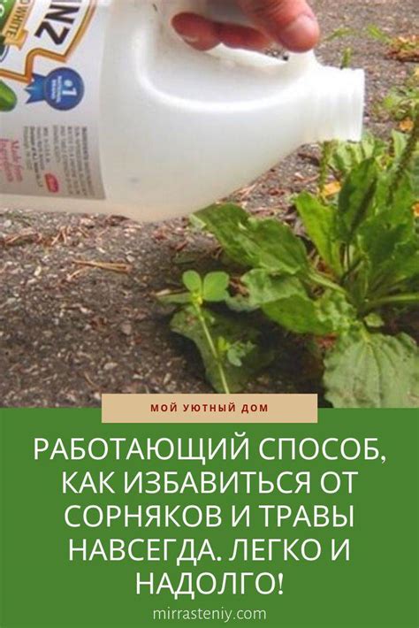 Проверенные способы избавления от вьюнка на огороде от садоводов