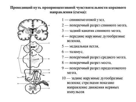 Проверка болевой чувствительности: тесты и советы