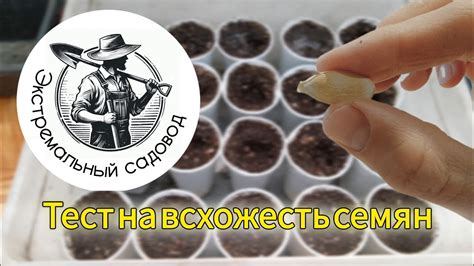 Проверка готовности тыквы