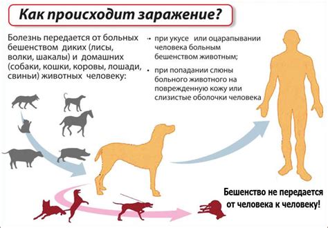 Проверка наличия бешенства у кота при помощи ветеринарного осмотра