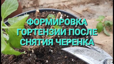 Проверка состояния гортензии после снятия укрытия