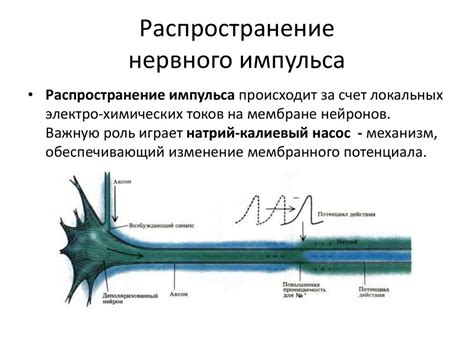 Проводимость нервов