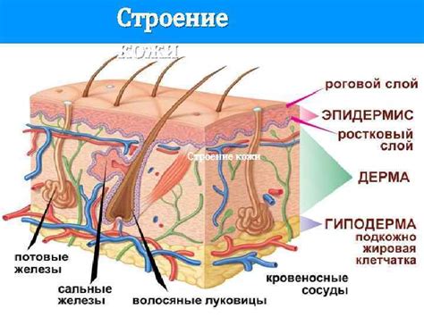 Программное устройство кожи