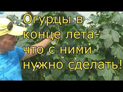 Продление плодоношения растений