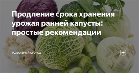 Продление срока хранения капусты