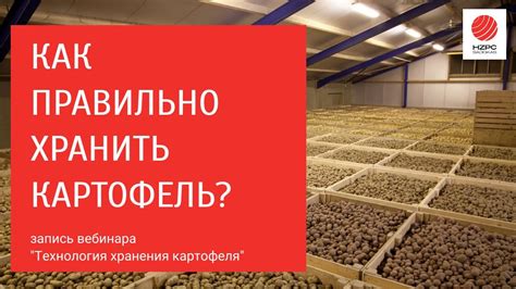 Продление срока хранения картофеля