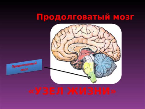 Продолговатый мозг: узел жизни или просто структурная особенность?