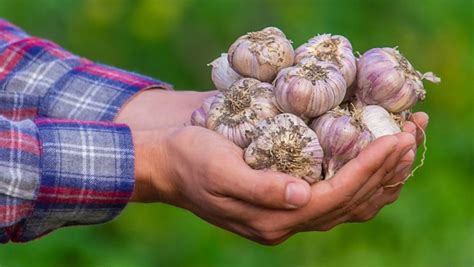 Продуктивное время для сбора чеснока весеннего посада