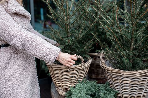 Продумайте комфортный уголок для эйхорнии зимой: полезные советы