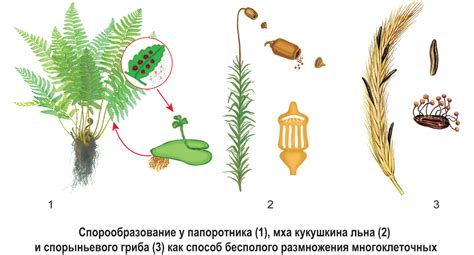 Продуцирование спор для размножения