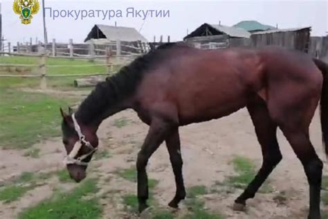 Произведите покупку лошади-юнита