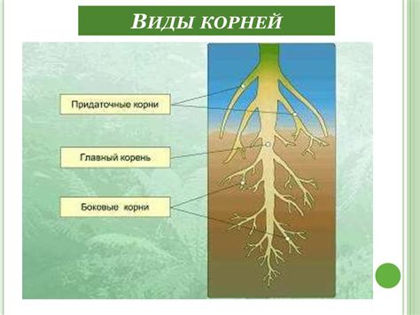 Произрастание корней