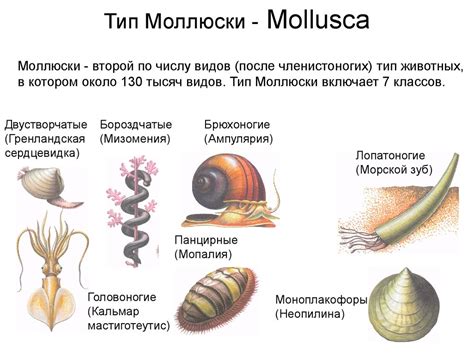 Происхождение названия брюхоногие моллюски